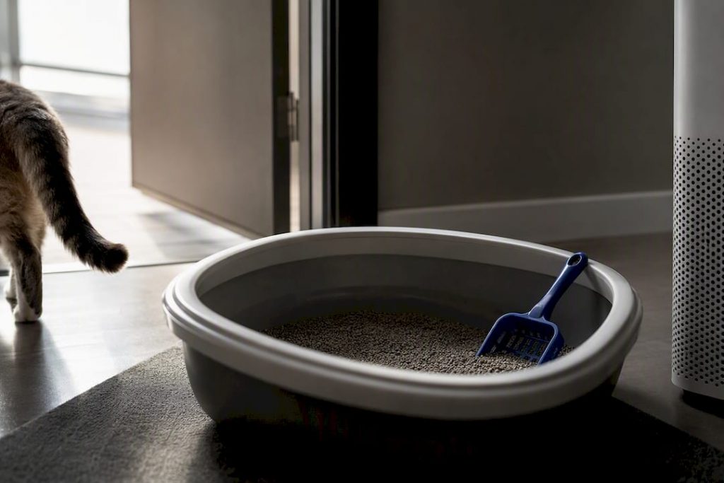 Cut Cat Litter Odor in UAE Homes: Choose Purifiers With 200g Carbon